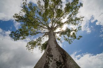 Vista de uma sumaúma amazônica imponente, em Belém (PA), erguendo-se contra o céu azul.