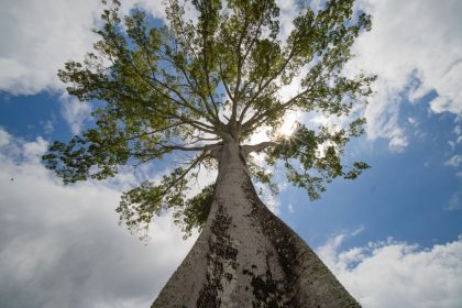 Vista de uma sumaúma amazônica imponente, em Belém (PA), erguendo-se contra o céu azul.