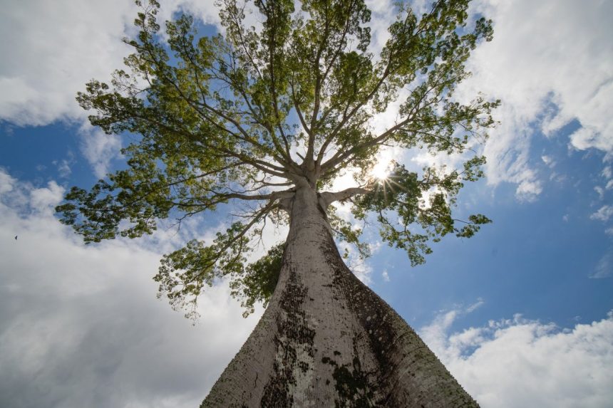 Vista de uma sumaúma amazônica imponente, em Belém (PA), erguendo-se contra o céu azul.